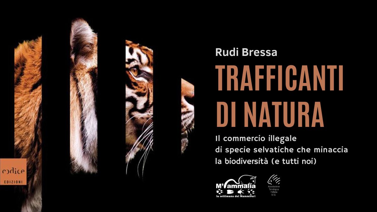 Rudi Bressa